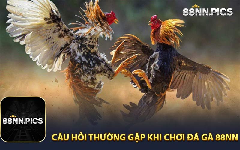 Câu Hỏi Thường Gặp Khi Chơi Đá Gà 88NN